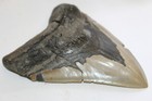 Megalodon Fossil Giant Shark Teeth Ocean All Natural 5 97  Huge Beautiful Tooth