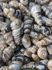 Fossilized Turritella Shell Specimens  set Of 5 Shells 