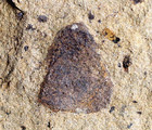 Rare Silurian Jawless Fish Fossil   Few Oldest Know Land Plant Cooksonia