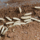 2500  Temperate White Springtails 8oz Clay Culture Live Arrival Guarantee