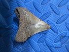 2 8 Inch Megalodon Shark Teeth Fossil From Sc River Systems