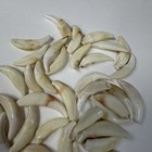 Lot Of 50 Damaged Cracked Coyote Fangs Teeth Goth Real Taxidermy Cleaned  2233