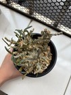 4 3cm Rare Live House Plant Dorstenia Gigas F bullata Wysiwyg Boutique Cutting