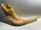 Beige Rams Horn Polished Shofar 14   W  Metal Gold Menorah Emblem