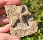 Fossil Starfish Compsaster Formosus Missouri Mississippian Age In Matrix Rare