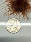450  California Blackworms  lumbriculus Variegatus      Indoor-cultured Live Food