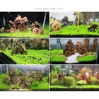 Aquarium Plant Seeds Fish Tank Aquatic Water Grass Foreground Easy Plants New