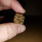 Metasequoia Pine Cone  Dinosaur Age Hell Creek Cretaceous Fossil Perfect Beauty