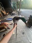 Mojo Outdoors Mallard Lite Duck Decoy   Lifelike Motion Decoys For Duck Hunting