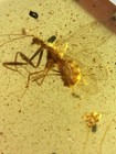 Stress-induced Spawning Mantispidae  Burmite Cretaceous Amber Fossil Dinosaurs