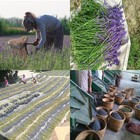 225g Dried Lavender Buds Ultra Blue Grade Fragrant Flowers For Crafts