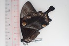Bm1529  Unmounted Butterflies  Papilio Ulysses  Seram Island  Indonesia         