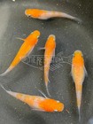 10  Fertilized Hatching Eggs Komachi Glitter Lam   Medaka Ricefish