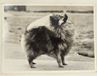 Original Vintage Photograph     Pomeranian Show Dog By Thomas Fall