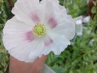 British Pharma  surrey  Poppy Seeds - 1000 Count  us Seller 