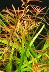 Ludwigia Arcuata Needle Leaf Repens Live Aquarium Plants Bunch Buy2get1free