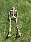 7 Ft Tall Plastic Skeleton Indoor outdoor Decoration Posable - Slightly Used