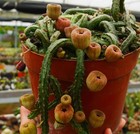 Raresucculent  Plant Echidnopsis Malum  Garden D  cor Boutique 4pcs 5-8cm