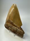 Megalodon Shark Tooth 5 76 Inch - Huge - Serrated Fossil - Orange - Real 18788