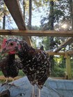 12  Farm Fresh Rainbow Chicken Hatching Eggs     Olive  Blue  Speckled  Brown      