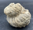 Robust 5    Texas Fossil Heteromorph Ammonite Mariella Turrilite W oysters main St