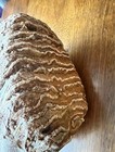 Mammoth Molar Found On The Colorado River In Texas 10 Inches Long