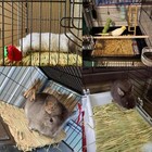 18 Pack Bunny Grass Mat Rabbit Natural Straw Woven Bed Small Animal Cages Hay   