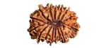 14 Mukhi Rudraksha Original Certified 14 Face Rudraksha Nepal With Pendant 21mm