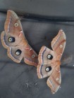 12 Live Io Moth Eggs   15 Live Polyphemus Moth Eggs Combination