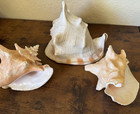 Large Queen Conch Shell Collection  3 Shells