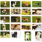 40x Puppy Dog Postcards Bulk Set  All Occasion Assorted Blank Greeting  4x6 