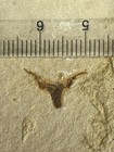 Exquisite Insect Fossils From The Jurassic Daohugou Period  08826