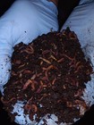 Compost Worms Galore   Bed Run   Ready To Ship   Hand Counted   Free Shipping