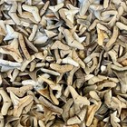 200 Jewelry Grade A Shark Teeth Fossils Bulk Lot - Summerville South Carolina