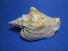 Strombus Thersites Swainson  1823  difficult To Obtain    126 8mm 