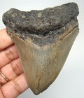 Megalodon Shark Tooth - Real Fossil 3 42  - Shark Teeth No Restorations Natural