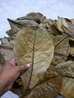 40pc Large Indian Almond Catappa Ketapang Leaf Leaves Aquarium Betta Fish Shrimp