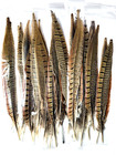 Ringneck Pheasant Tail Feathers - 2 Pc  Pair - Fly Tying Materials - 11-12 Inch