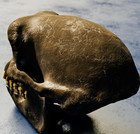 3d Printed Sahelanthropus Tchadensis Skull Reconstruction Head Skull Model 1 1