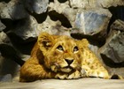 Lion Wallpaper Dreaming Puppy Wall Mural 100x72inch Wall Decoration Animal