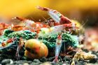 Red Rili Shrimp - Freshwater Neocaridina Aquarium Shrimp  Live Guarantee