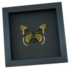 Battus Madyes Magnimacula Verso Butterfly Real Framed Moonlight Display