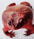 Taxidermy Leather 7  Bullfrog Folk Art Vintage 60 s Rare Euc Freesh