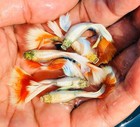 5 Pair   - Live Aquarium Guppy Fish High Quality -  Dumbo Santa