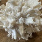 Large Natural Coral Ruffled Lettuce Reef White Aquarium 5 X 5 X 5
