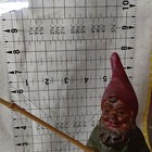The Fisherman Gnome Orig Heissner   932