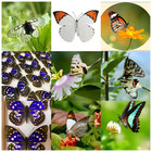 20 Real Butterfly Specimens Spread Wings Random Mixed Species Diy A1-a-