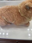 Vtg  1985 Avanti Applause Plush Sleeping Orange Tabby Cat