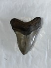 Megalodon Shark Tooth Fossil 100  Authentic    Lot Of 5 Perfect Jewelry Size  