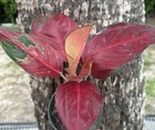 Aglaonema Suksom Jaipong  2 Plants 